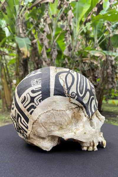 Warrior Trophy Skull – Pre - Order - Cannibal Art