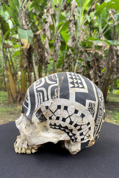 Warrior Trophy Skull – Pre - Order - Cannibal Art
