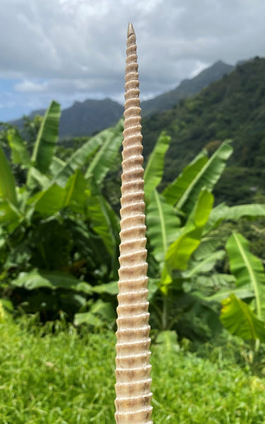 Marlin rostrum (stand included) - Cannibal Art