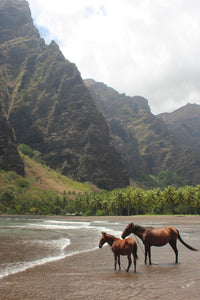 Hakaui adventure - 1 day journey (lunch included) - Cannibal Art
