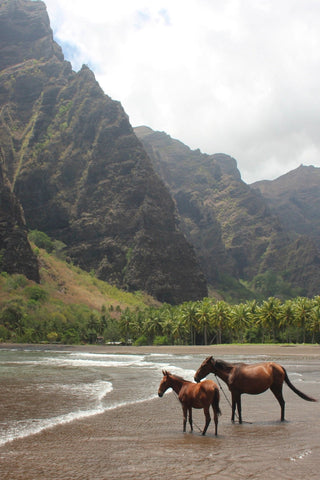 Hakaui adventure - 1 day journey (lunch included) - Cannibal Art