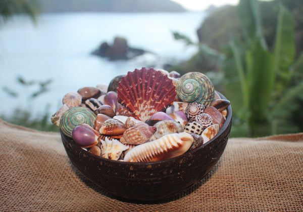 Seashells from Nuku Hiva_the Marquesas Islands_coconut bowl