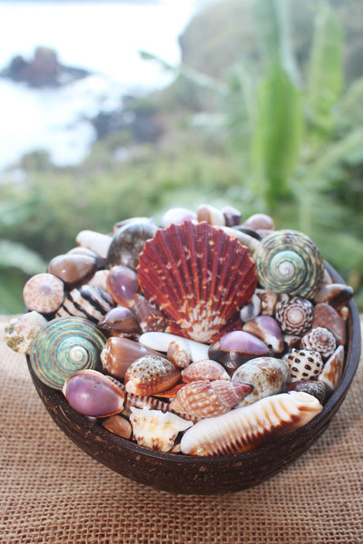 Seashells from Nuku Hiva_the Marquesas Islands_coconut bowl