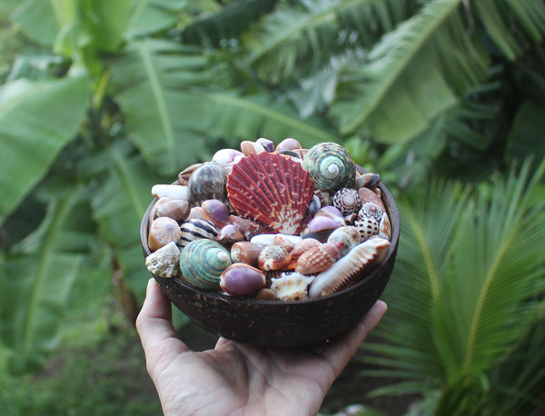 Seashells from Nuku Hiva_the Marquesas Islands_coconut bowl