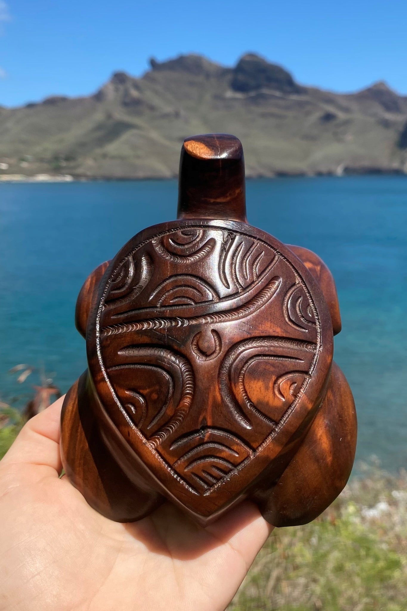Marquesan baby turtle
